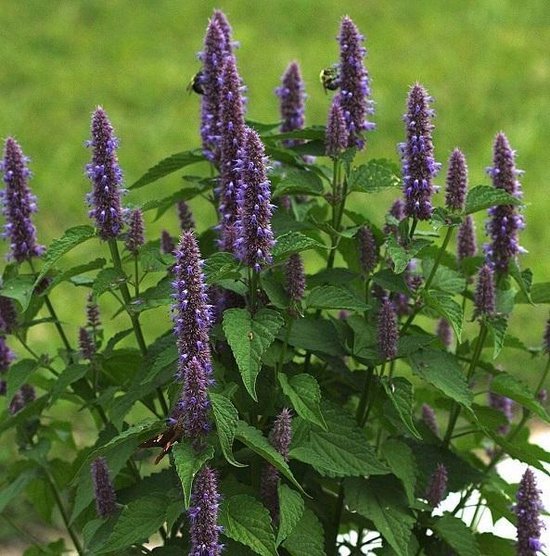 Agastache mexicana 'Blue fortune'