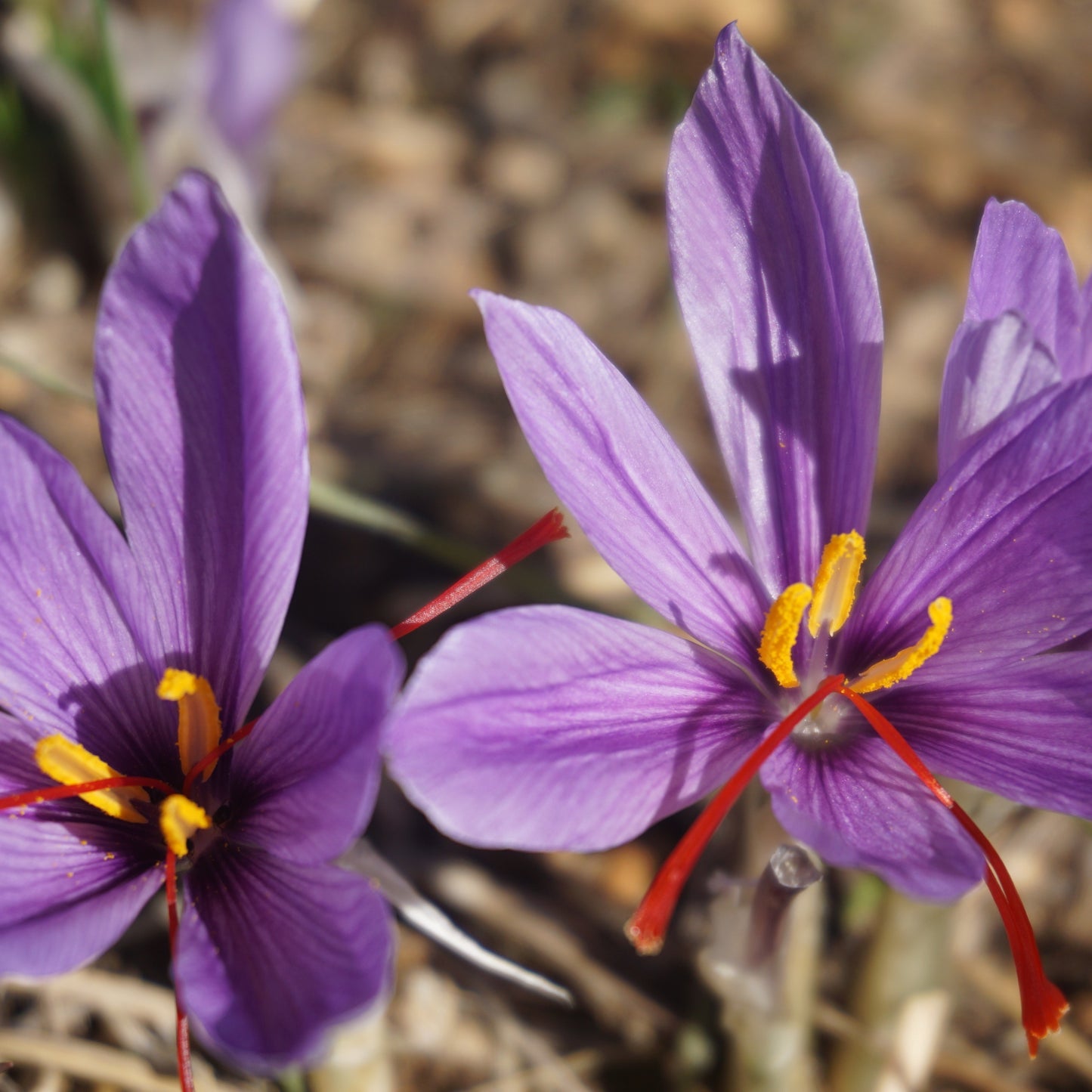 Safraan Krokus (Sativus)