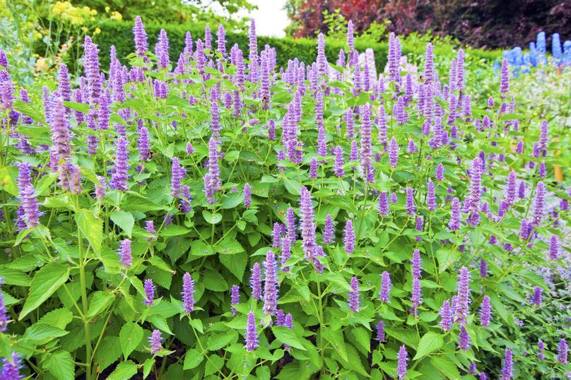 Agastache mexicana 'Blue fortune'