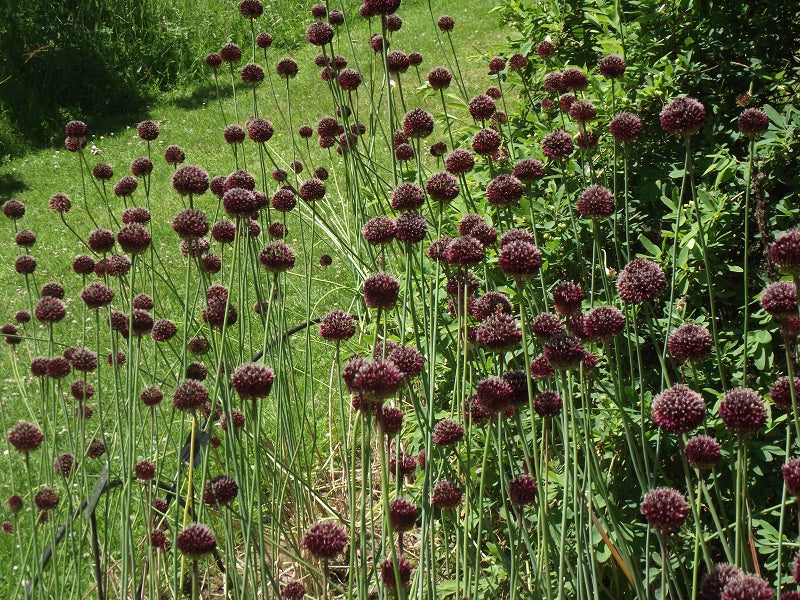Allium Red Mohican