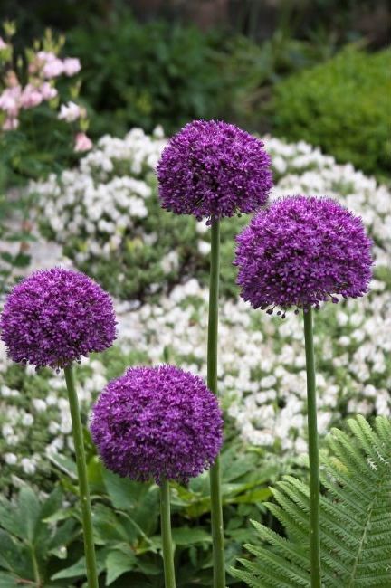 Allium Globemaster
