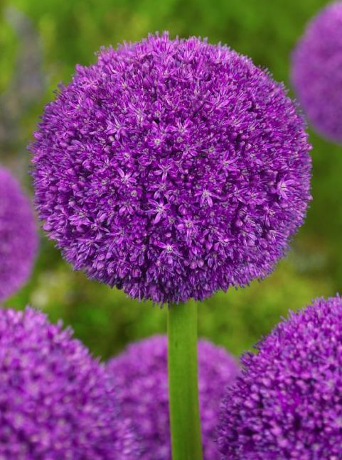 Allium Globemaster