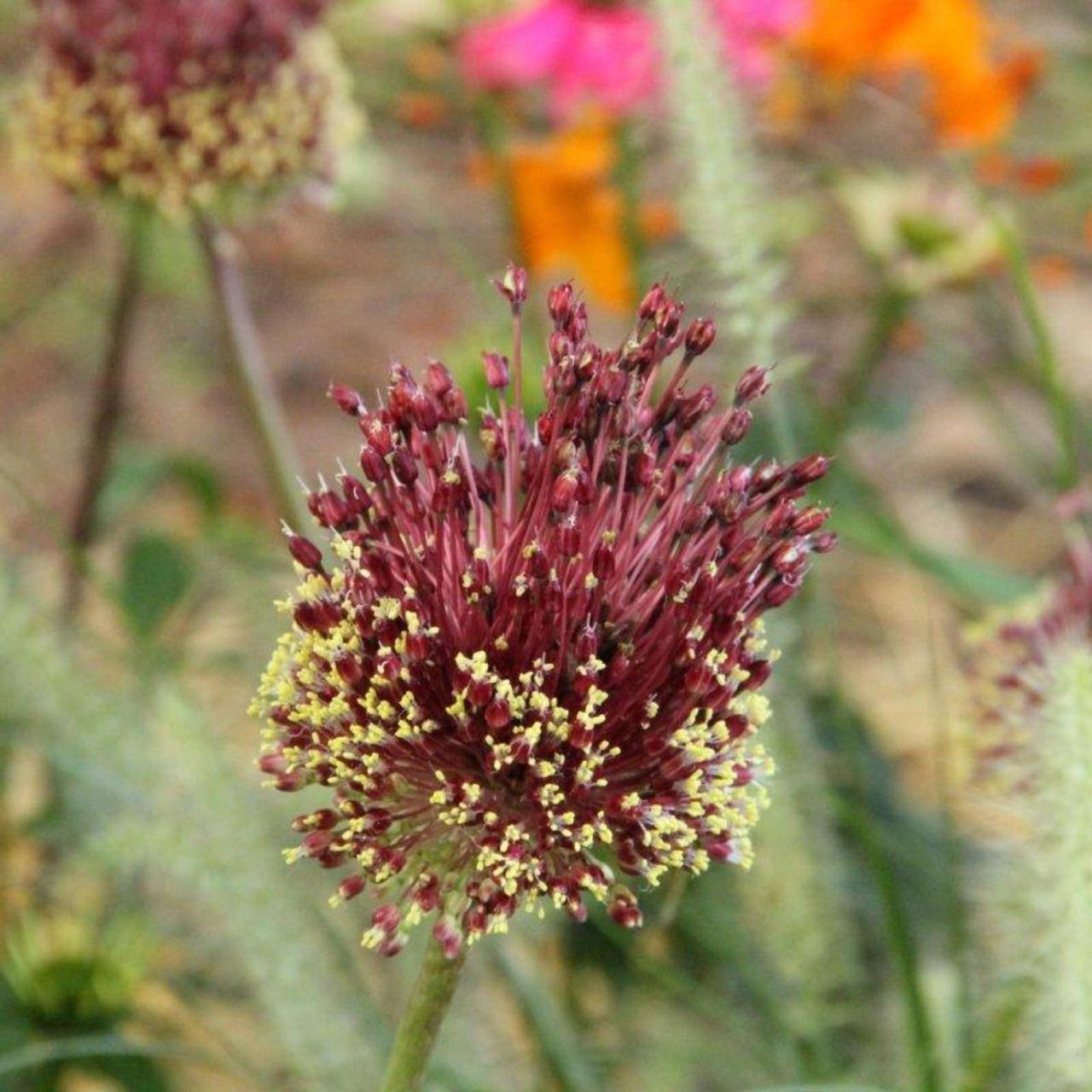 Allium Red Mohican