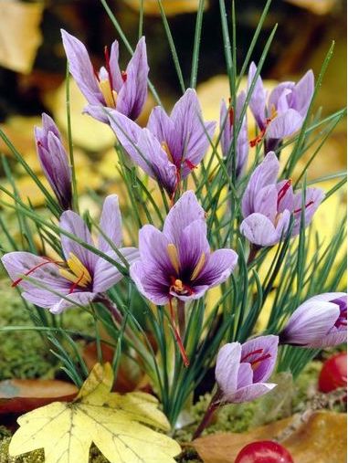 Safraan Krokus (Sativus)