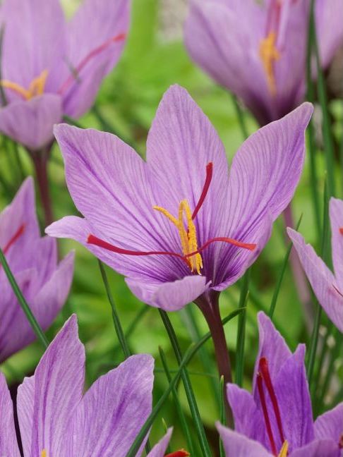 Safraan Krokus (Sativus)