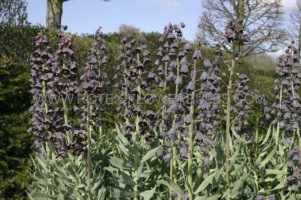 Fritillaria Persica Adiyaman