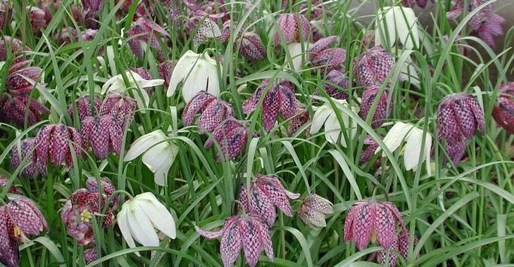 Kievitsbloem Fritillaria meleagris (gemengd)