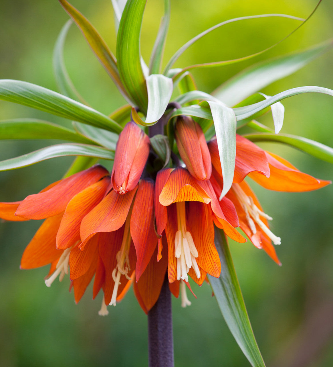 Fritillaria orange Beauty