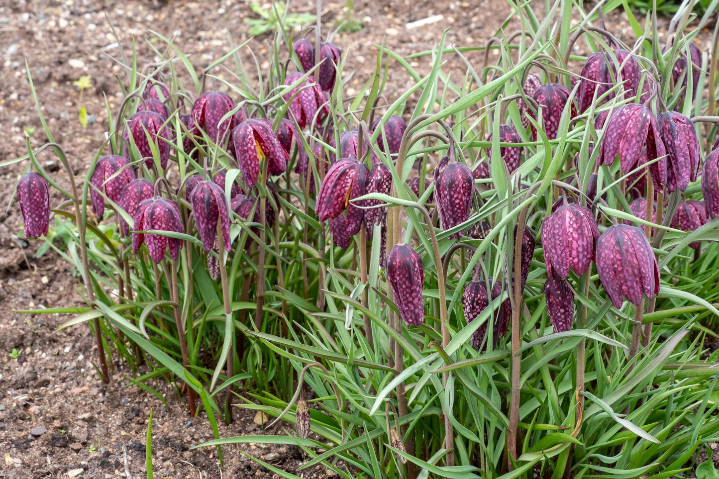 Kievitsbloem Fritillaria meleagris (gemengd)