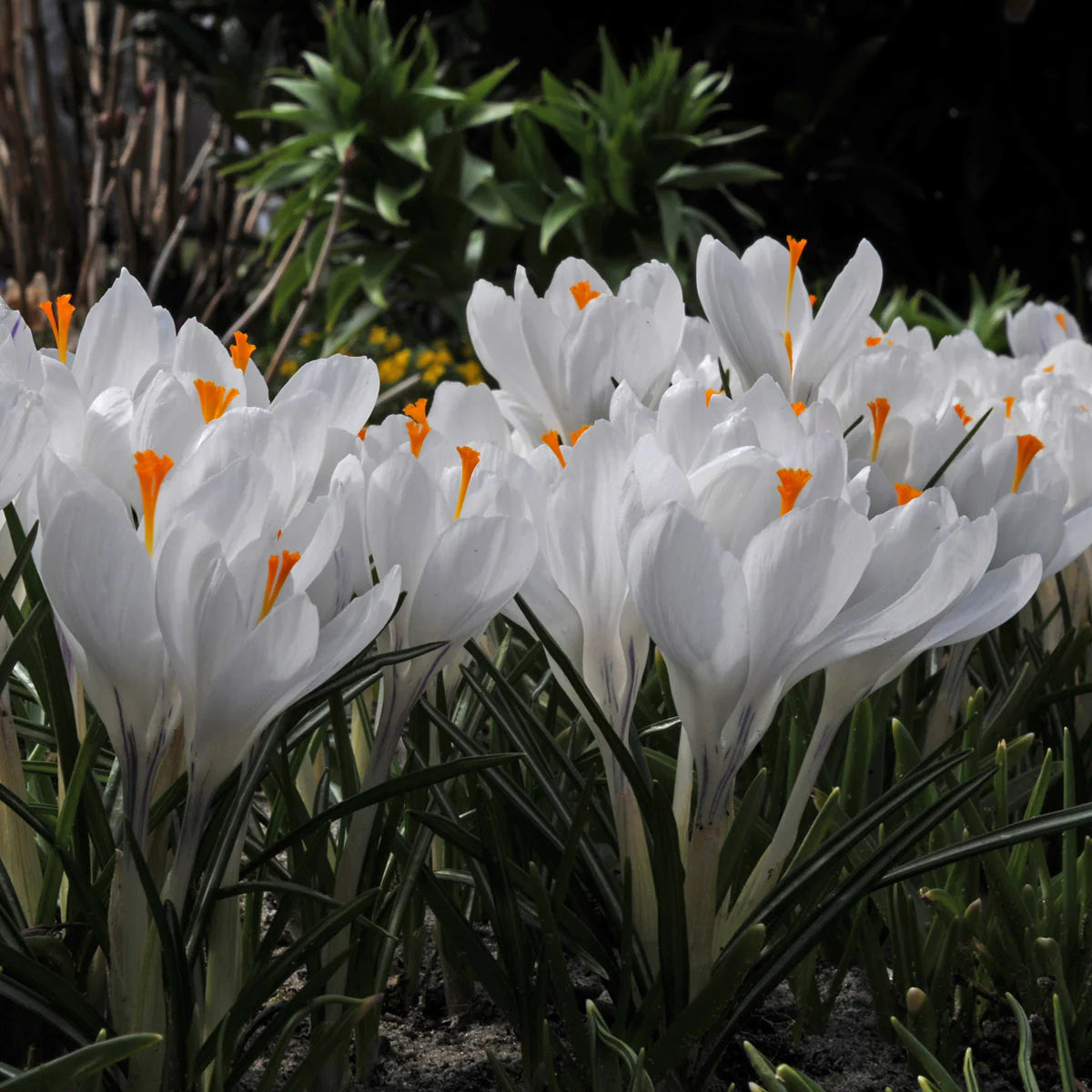 Krokus Grootbloemig Jeanne D'Arc