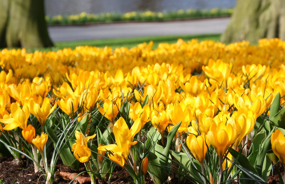 Krokus grootbloemig geel