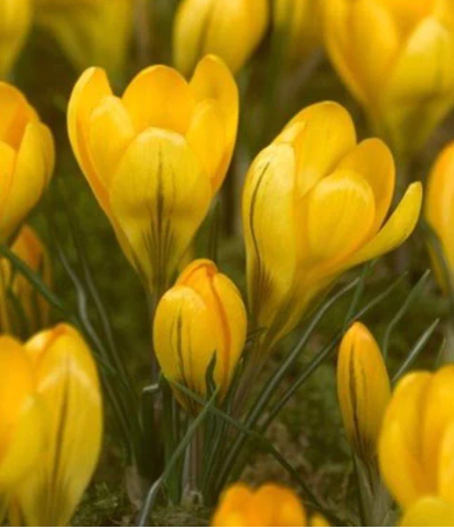 Krokus grootbloemig geel