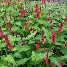 Persicaria amplexicaulis