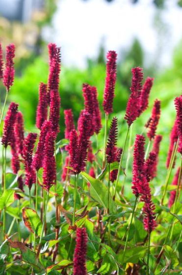 Persicaria amplexicaulis