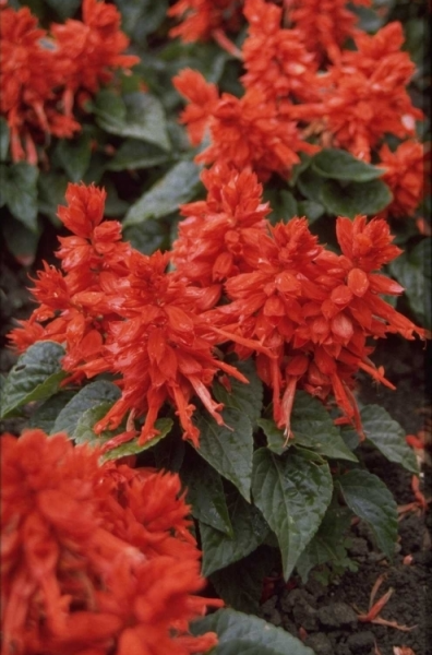 Vuursalie (Salvia spendens)