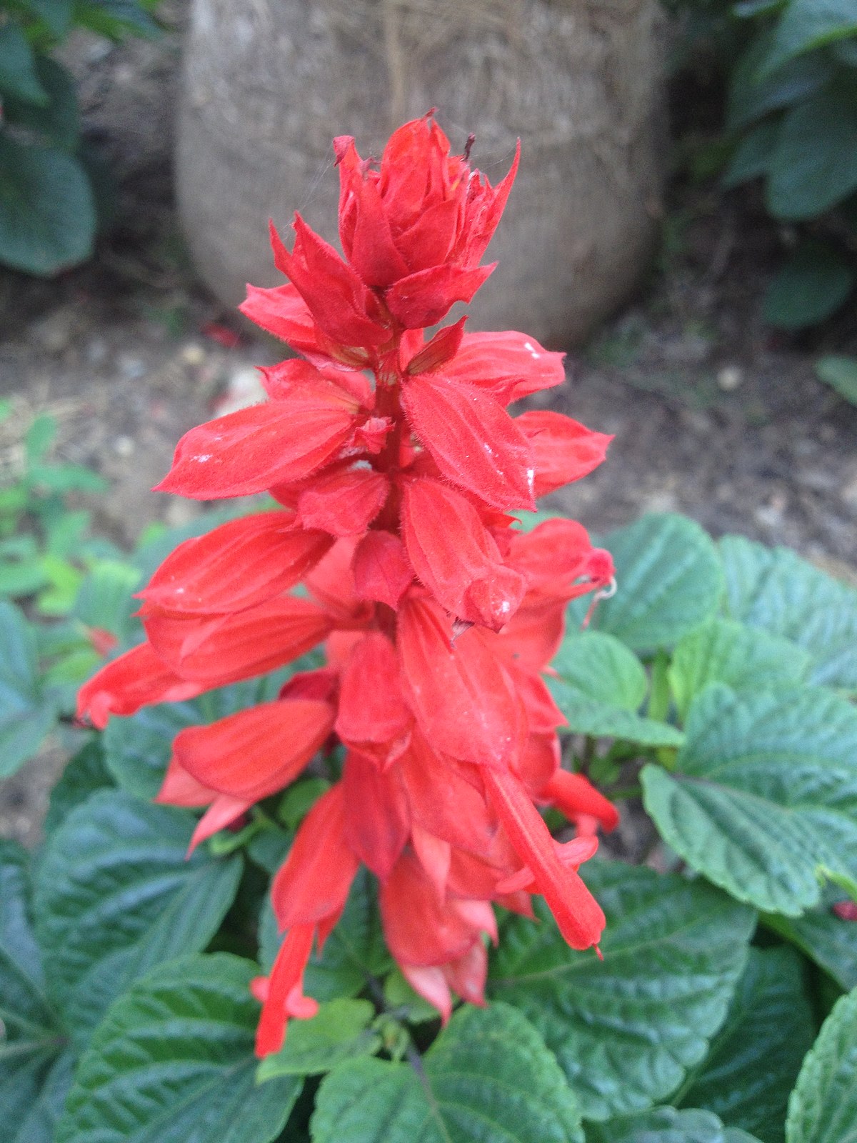 Vuursalie (Salvia spendens)