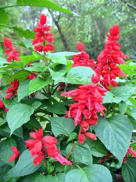 Vuursalie (Salvia spendens)