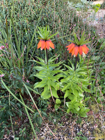 Fritillaria orange Beauty