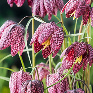 Kievitsbloem Fritillaria meleagris (gemengd)